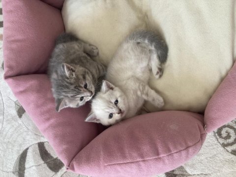 Scottish fold bebekler