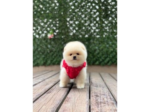 Orjinal pomeranian boo yavrular