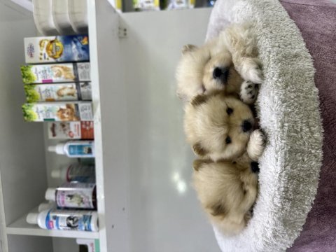 35 günlük safkan pomeranian boo yavrular