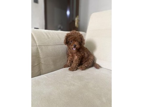 4 aylık erkek orjinal toy poodle