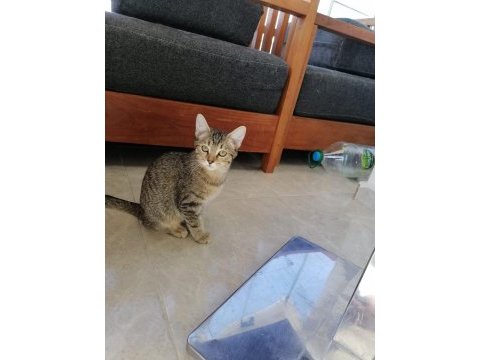 3 aylık dişi tekir yavru