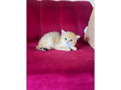 Safkan british shorthair golden dışı yavru