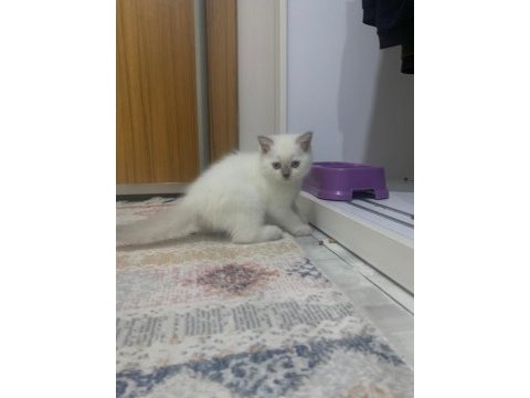 British shorthair 2.5 aylık sahiplendirilecektir