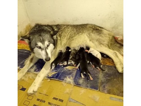 Anne altında husky yavrulari yer alanya mahmutlar