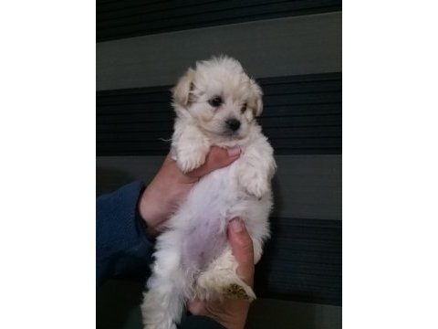 Mini boy maltipoo bebekler