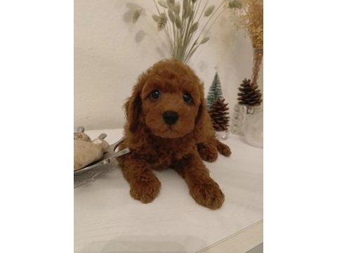 İzmirde kore poodle yavru