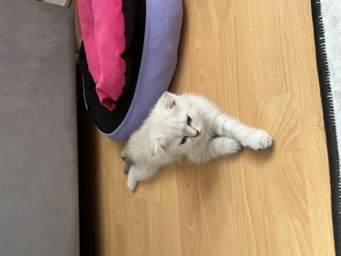 3 aylık dişi scottish fold