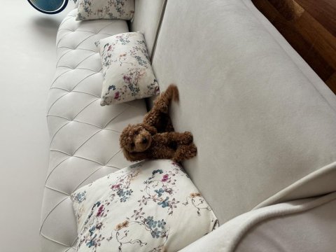 Aşılı eğitimli prenses köpeğimiz