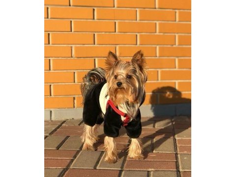 Çok akıllı zeki morkie