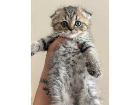Irka uygun bebek kediler