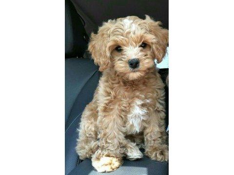 Maltipoo uygun bütçe orjinal tüy dökmez her renk