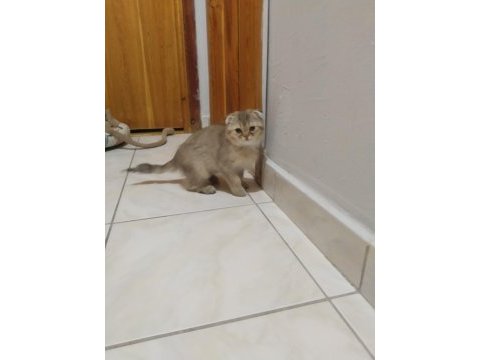 Sahibinden scottish fold