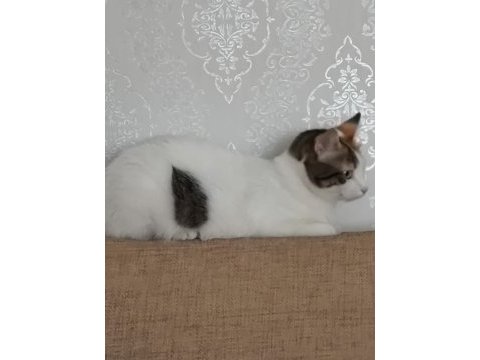 Kısır dişi kedimin tüm eşyaları verilecektir