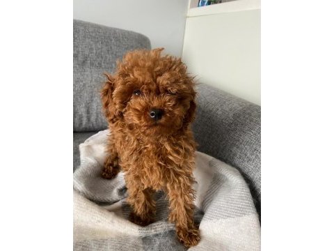 Toy poodle