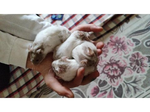 Suriye hamster