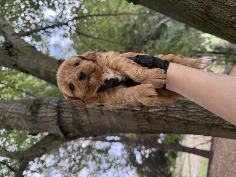 Maltipoo dişi erkek 