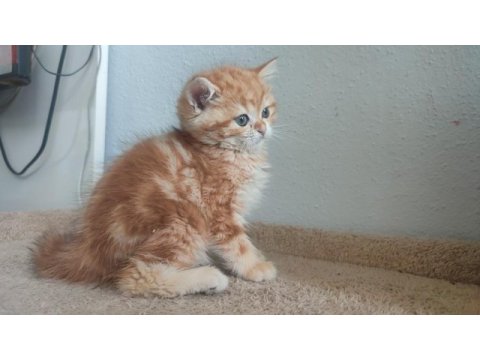 Şecereli british longhair golden yavrular