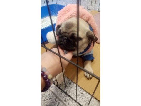 Pug köpeğimiz