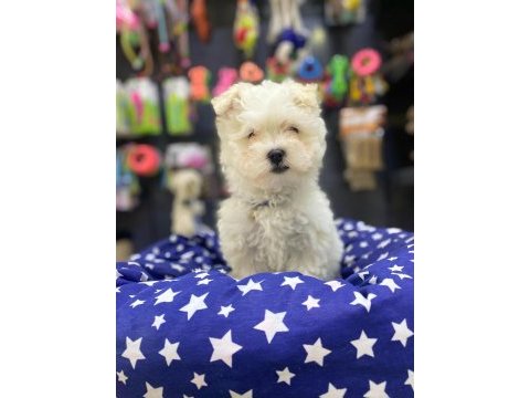 Maltipoo ve maltese yavrularımız mevcuttur