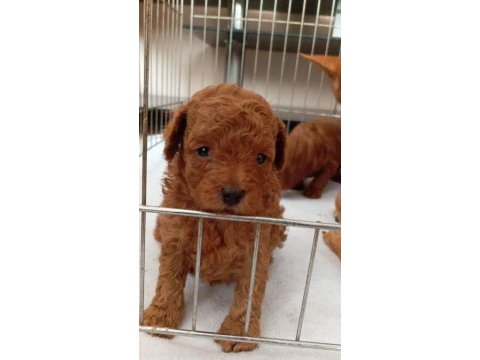 Erkek minyatür poodle