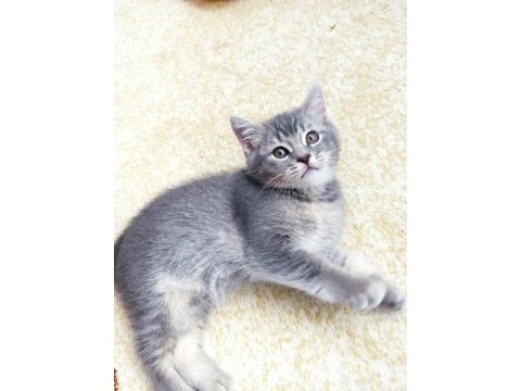 British shorthair erkek yavru