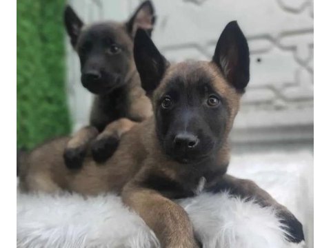 Safkan belçika kurdu yavrularım