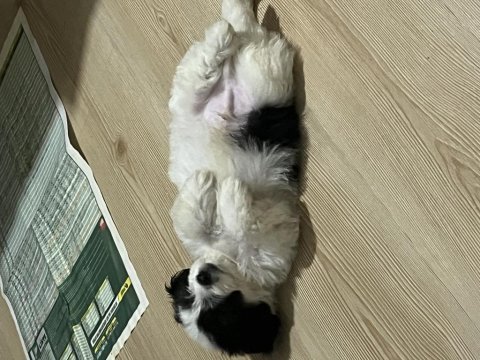 50 günlük morkie oğlumuza yuva