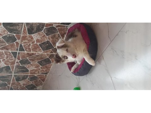 Border collie yavrumuza yuva arıyoruz