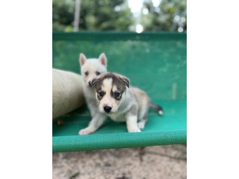 Sibirya kurdu (husky) yavrularımız