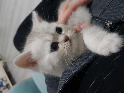 Silver tabby erkek yavrular british shorthair