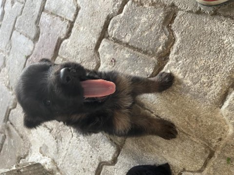 A kalite alman kurdu yavruları