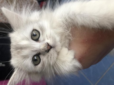 British longhair uysal kedimiz
