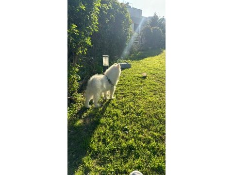 3 aylık erkek yavru saf ırk samoyed