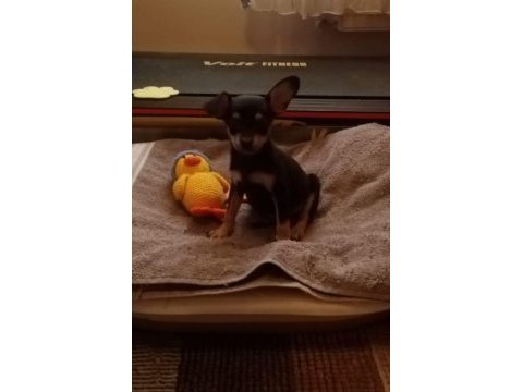 Minyatür pinscher köpeği 2 aylık