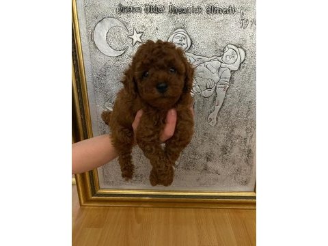 Toy poodle bebekler orijinal