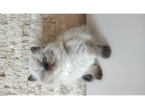 Maviş gözlü kedimiz elsa teslime hazır