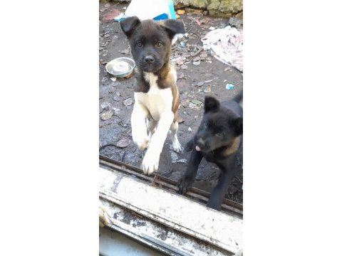 Akita 3 aylık yavru