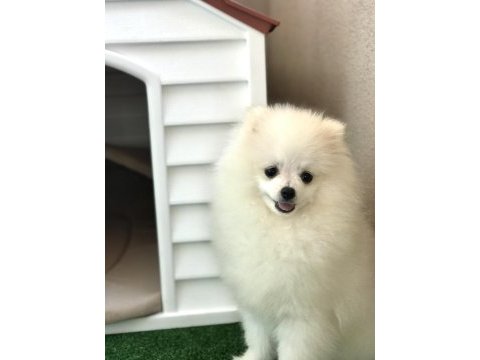 Pomeranian boo bebeğim