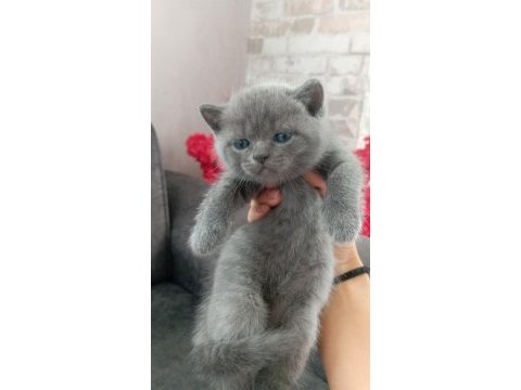 Scottish fold british shorthair yavrular
