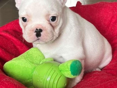 Sağlık ve ırk garantili french bulldog yavrularımız