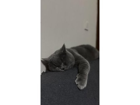 British shorthair çiftleştirme