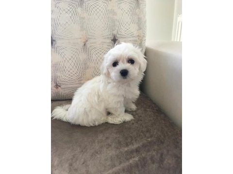 Tarım ve orman bakanlığı ruhsatlı maltipoo ve maltese