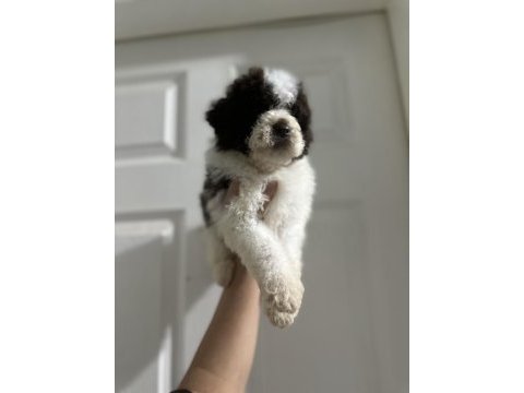 Lagotto bebekler