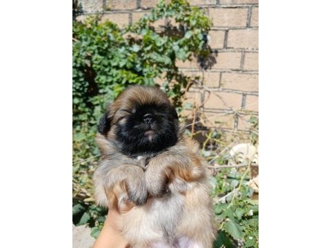 Yavru pekinez köpekler
