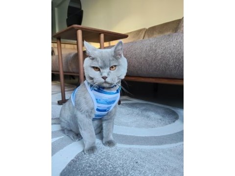 British shorthair ücretsiz sahiplendirme