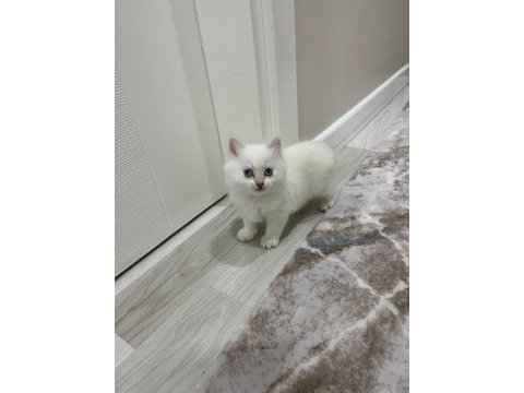 Bayram şekerleri kediler kocaeli darıca