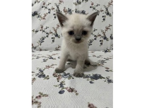 Mersin british shorthair yavrularımız