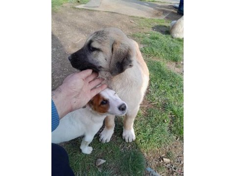 Usta çoban köpekler