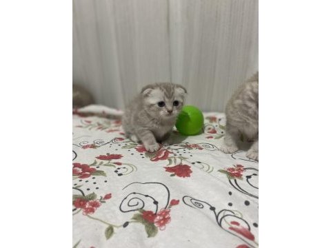 Scottish fold kediler yeni yuvalarını arıyorlar
