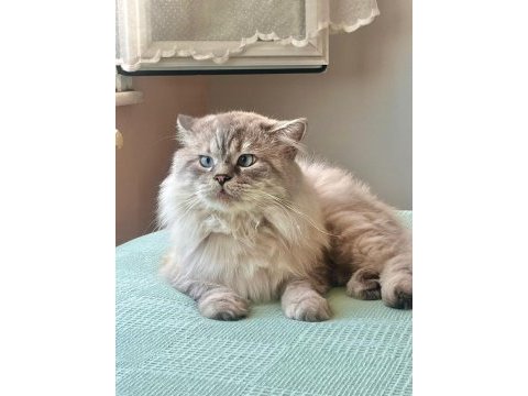 Erkek british longhair kedime dişi eş arıyorum